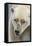 Adult Polar Bear (Ursus Maritimus) Close Up Head Detail-Michael Nolan-Framed Stretched Canvas