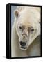 Adult Polar Bear (Ursus Maritimus) Close Up Head Detail-Michael Nolan-Framed Stretched Canvas
