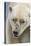 Adult Polar Bear (Ursus Maritimus) Close Up Head Detail-Michael Nolan-Stretched Canvas