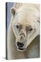 Adult Polar Bear (Ursus Maritimus) Close Up Head Detail-Michael Nolan-Stretched Canvas