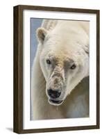 Adult Polar Bear (Ursus Maritimus) Close Up Head Detail-Michael Nolan-Framed Photographic Print