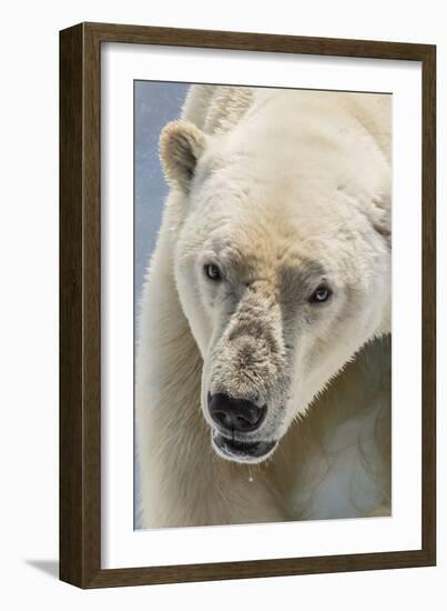 Adult Polar Bear (Ursus Maritimus) Close Up Head Detail-Michael Nolan-Framed Photographic Print