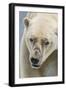 Adult Polar Bear (Ursus Maritimus) Close Up Head Detail-Michael Nolan-Framed Photographic Print