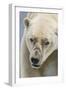 Adult Polar Bear (Ursus Maritimus) Close Up Head Detail-Michael Nolan-Framed Photographic Print