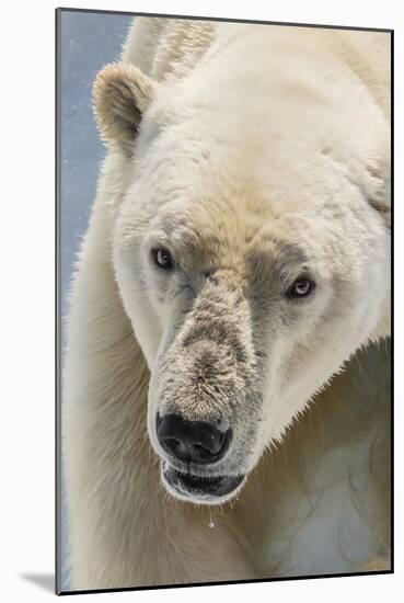 Adult Polar Bear (Ursus Maritimus) Close Up Head Detail-Michael Nolan-Mounted Photographic Print