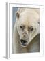 Adult Polar Bear (Ursus Maritimus) Close Up Head Detail-Michael Nolan-Framed Photographic Print