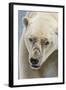 Adult Polar Bear (Ursus Maritimus) Close Up Head Detail-Michael Nolan-Framed Photographic Print