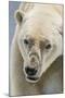 Adult Polar Bear (Ursus Maritimus) Close Up Head Detail-Michael Nolan-Mounted Photographic Print