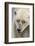 Adult Polar Bear (Ursus Maritimus) Close Up Head Detail-Michael Nolan-Framed Photographic Print