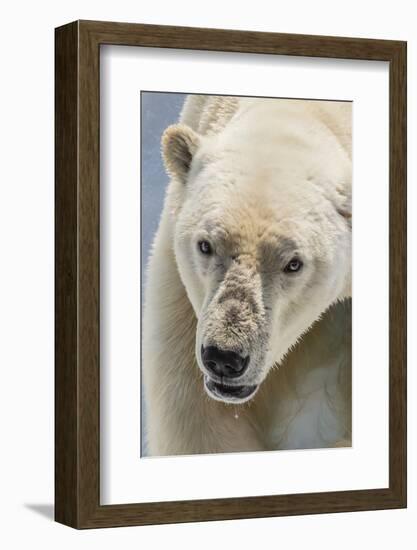 Adult Polar Bear (Ursus Maritimus) Close Up Head Detail-Michael Nolan-Framed Photographic Print