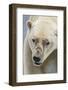 Adult Polar Bear (Ursus Maritimus) Close Up Head Detail-Michael Nolan-Framed Photographic Print