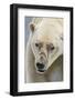 Adult Polar Bear (Ursus Maritimus) Close Up Head Detail-Michael Nolan-Framed Photographic Print