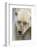 Adult Polar Bear (Ursus Maritimus) Close Up Head Detail-Michael Nolan-Framed Photographic Print