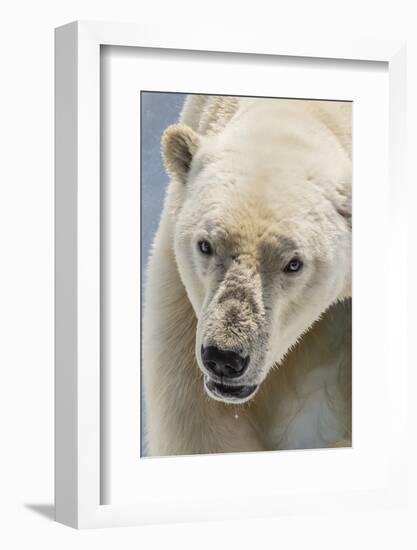 Adult Polar Bear (Ursus Maritimus) Close Up Head Detail-Michael Nolan-Framed Photographic Print