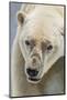 Adult Polar Bear (Ursus Maritimus) Close Up Head Detail-Michael Nolan-Mounted Photographic Print