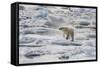 Adult Polar Bear (Ursus Maritimus) Drying Out on the Ice in Bear Sound-Michael Nolan-Framed Stretched Canvas