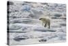 Adult Polar Bear (Ursus Maritimus) Drying Out on the Ice in Bear Sound-Michael Nolan-Stretched Canvas