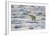 Adult Polar Bear (Ursus Maritimus) Drying Out on the Ice in Bear Sound-Michael Nolan-Framed Photographic Print