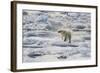 Adult Polar Bear (Ursus Maritimus) Drying Out on the Ice in Bear Sound-Michael Nolan-Framed Photographic Print