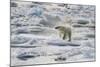 Adult Polar Bear (Ursus Maritimus) Drying Out on the Ice in Bear Sound-Michael Nolan-Mounted Photographic Print