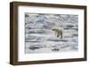 Adult Polar Bear (Ursus Maritimus) Drying Out on the Ice in Bear Sound-Michael Nolan-Framed Photographic Print