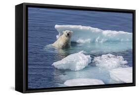 Adult Polar Bear (Ursus Maritimus) Emerging-Michael Nolan-Framed Stretched Canvas