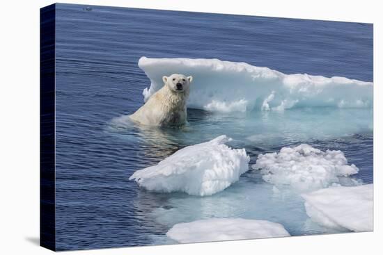 Adult Polar Bear (Ursus Maritimus) Emerging-Michael Nolan-Stretched Canvas