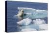 Adult Polar Bear (Ursus Maritimus) Emerging-Michael Nolan-Stretched Canvas