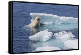 Adult Polar Bear (Ursus Maritimus) Emerging-Michael Nolan-Framed Stretched Canvas