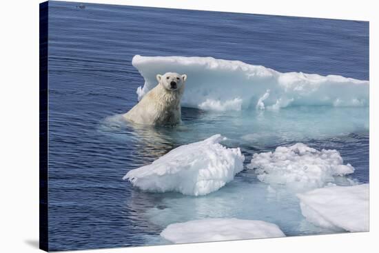 Adult Polar Bear (Ursus Maritimus) Emerging-Michael Nolan-Stretched Canvas