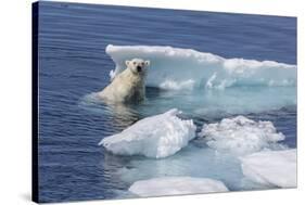 Adult Polar Bear (Ursus Maritimus) Emerging-Michael Nolan-Stretched Canvas