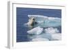 Adult Polar Bear (Ursus Maritimus) Emerging-Michael Nolan-Framed Photographic Print