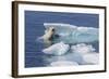 Adult Polar Bear (Ursus Maritimus) Emerging-Michael Nolan-Framed Photographic Print