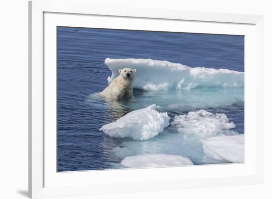 Adult Polar Bear (Ursus Maritimus) Emerging-Michael Nolan-Framed Photographic Print