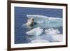 Adult Polar Bear (Ursus Maritimus) Emerging-Michael Nolan-Framed Photographic Print