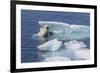 Adult Polar Bear (Ursus Maritimus) Emerging-Michael Nolan-Framed Photographic Print