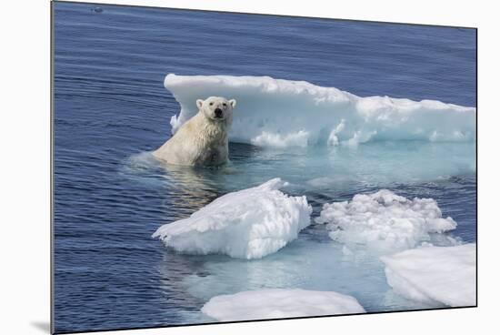 Adult Polar Bear (Ursus Maritimus) Emerging-Michael Nolan-Mounted Photographic Print