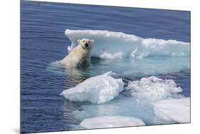 Adult Polar Bear (Ursus Maritimus) Emerging-Michael Nolan-Mounted Photographic Print