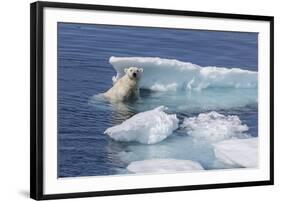 Adult Polar Bear (Ursus Maritimus) Emerging-Michael Nolan-Framed Photographic Print