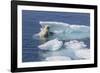 Adult Polar Bear (Ursus Maritimus) Emerging-Michael Nolan-Framed Photographic Print