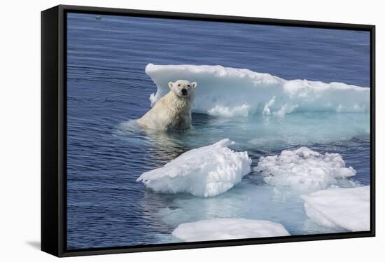 Adult Polar Bear (Ursus Maritimus) Emerging-Michael Nolan-Framed Stretched Canvas