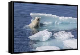 Adult Polar Bear (Ursus Maritimus) Emerging-Michael Nolan-Framed Stretched Canvas