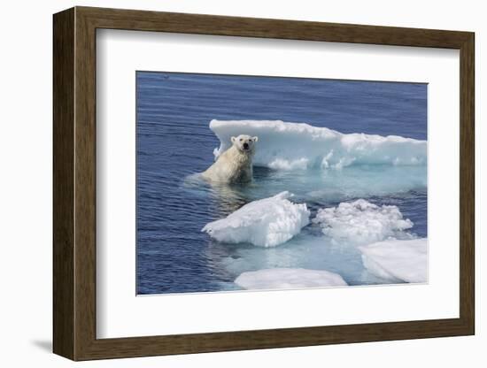 Adult Polar Bear (Ursus Maritimus) Emerging-Michael Nolan-Framed Photographic Print