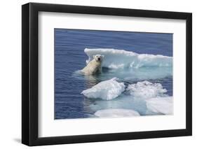 Adult Polar Bear (Ursus Maritimus) Emerging-Michael Nolan-Framed Photographic Print