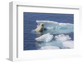 Adult Polar Bear (Ursus Maritimus) Emerging-Michael Nolan-Framed Photographic Print