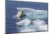 Adult Polar Bear (Ursus Maritimus) Emerging-Michael Nolan-Mounted Photographic Print