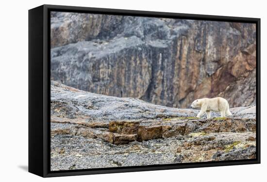 Adult Polar Bear (Ursus Maritimus) in the Mist in the Savage Islands-Michael-Framed Stretched Canvas