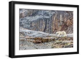 Adult Polar Bear (Ursus Maritimus) in the Mist in the Savage Islands-Michael-Framed Photographic Print