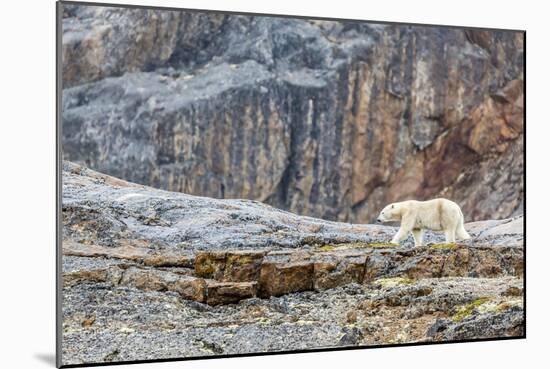 Adult Polar Bear (Ursus Maritimus) in the Mist in the Savage Islands-Michael-Mounted Photographic Print