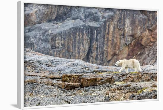 Adult Polar Bear (Ursus Maritimus) in the Mist in the Savage Islands-Michael-Framed Photographic Print